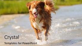  Presentation with nova scotia - Cool new presentation with nova scotia duck-toll backdrop and a soft green colored foreground