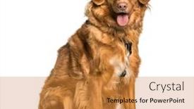  Presentation with nova scotia - Colorful presentation design enhanced with nova scotia duck tolling retriever toller sitting against white background backdrop and a gold colored foreground