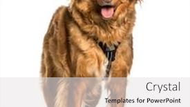  Presentation with nova scotia - PPT theme consisting of nova scotia duck tolling retriever background and a light gray colored foreground