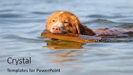  Presentation with nova scotia - Presentation having nova scotia duck-tolling retriever background and a light blue colored foreground