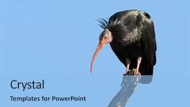  Presentation with sky blue - Audience pleasing theme consisting of now on the critically endangered backdrop and a light blue colored foreground