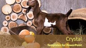  Presentation with child laptops - Audience pleasing presentation theme consisting of nubian goat child backdrop and a tawny brown colored foreground