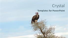  Presentation with sky blue - Audience pleasing slide deck consisting of nubian-vulture-torgos-tracheliotus-sitting backdrop and a sky blue colored foreground
