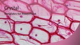  Presentation with cells - Presentation theme with nucleus - light photomicrograph of an onion background and a coral colored foreground