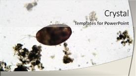  Presentation with shrimp - Slide deck having nucleus - microscopic freshwater ostracod aka seed background and a white colored foreground