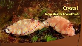  Presentation with pair - Cool new slides with nudibranch chromodoris sea slug pair backdrop and a tawny brown colored foreground