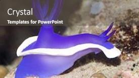  Presentation with coral - Presentation enhanced with nudibranch-on-a-coral-close background and a dark gray colored foreground