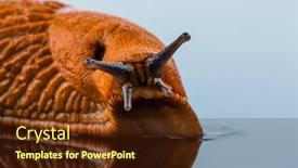  Presentation with background - PPT theme featuring gastropoda - nudibranch on white background background and a tawny brown colored foreground