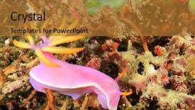  Presentation with animadet in sea - Slide set having nudibranch or sea slug hypselodoris background and a  colored foreground