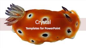  Presentation with white sea urchin - Theme having nudibranch sea slug chromodoris isolated background and a tawny brown colored foreground