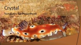 Presentation with rovinj on adriatic sea - Colorful slide deck enhanced with nudibranch sea slug chromodoris backdrop and a  colored foreground