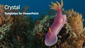  Presentation with sea - Slide set having nudibranch sea slug hypselodoris apolegma background and a  colored foreground