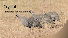  Presentation with close up of rusty rebar - PPT theme enhanced with num - guinea fowl close up shallow background and a  colored foreground
