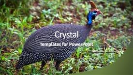  Presentation with africa - PPT theme featuring num - helmeted guineafowl wild bird background and a  colored foreground