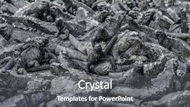  Presentation with funny animals - Slide deck enhanced with numerical - galapagos marine iguanas sleepign background and a gray colored foreground