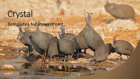  Presentation with water park - Beautiful presentation theme featuring numida meleagris drinking water etosha backdrop and a coral colored foreground