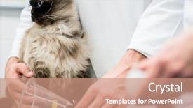  Presentation with symptoms - Cool new presentation with nurse oxygen - vet checking cat for symptoms backdrop and a coral colored foreground