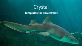  Presentation with marine - Colorful presentation theme enhanced with nurse-shark-ginglymostoma-cirratum-marine backdrop and a gray colored foreground