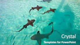  Presentation with sharks - Colorful presentation theme enhanced with young woman sporty girl with pink top workout outdoor backdrop and a violet colored foreground