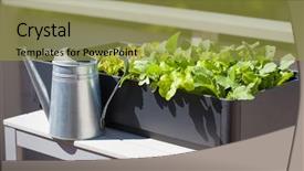  Presentation with vegetable garden - Amazing presentation theme having nursery food - growing radish and salad backdrop and a gold colored foreground