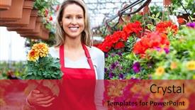  Presentation with greenhouse - Theme enhanced with nursery plant - florists woman working with flowers background and a crimson colored foreground
