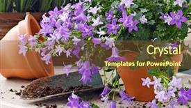  Presentation with still life crucifixion table - Presentation design consisting of nursery plant - gardening still life of tiny background and a tawny brown colored foreground