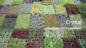  Presentation with nursery plant - PPT layouts enhanced with nursery plant - image of hothouse seedlings background and a seafoam green colored foreground