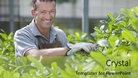  Presentation with greenhouse - Slide deck consisting of nursery plant - smiling gardener in a greenhouse background and a yellow colored foreground