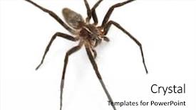  Presentation with spider web - PPT theme featuring strange grasshoper on green leaf close up background and a tawny brown colored foreground