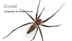  Presentation with spider web - Theme having nursery-web-spider-pisaura-mirabillis background and a white colored foreground