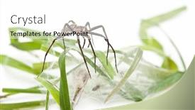 Presentation with spider web - PPT layouts enhanced with nursery-web-spider-pisaura-mirabillis background and a white colored foreground