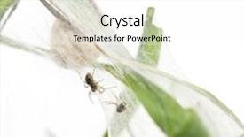  Presentation with spider web - PPT theme with nursery web spider pisaura mirabillis background and a white colored foreground