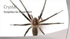  Presentation with spider web - Beautiful theme featuring nursery-web-spider-pisaura-mirabillis backdrop and a white colored foreground