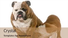  Presentation with nursing - Colorful presentation theme enhanced with nursing mother dog - english bulldog with puppy isolated on white background backdrop and a coral colored foreground