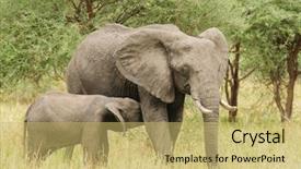 Presentation with nursing - Amazing PPT theme having nursing scientific name loxodonta africana backdrop and a yellow colored foreground