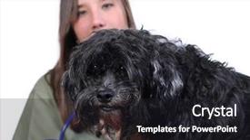  Presentation with vet - Slide set with nursing workforce - vet checking over a dog background and a dark gray colored foreground
