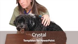  Presentation with nursing - Beautiful slides featuring nursing workforce - vet examining a dog backdrop and a  colored foreground