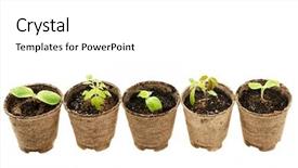  Presentation with growing - Beautiful slide deck featuring row of potted seedlings growing in biodegradable peat moss pots isolated on white background backdrop and a white colored foreground