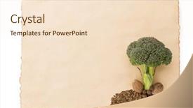  Presentation with octopus on isolated white - Amazing presentation theme having nutmeg tree - broccoli and spices isolated backdrop and a  colored foreground