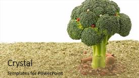  Presentation with history earth globe isolated white - Slide deck enhanced with nutmeg tree - broccoli and spices isolated background and a  colored foreground