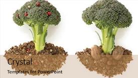  Presentation with spices - Amazing PPT theme having nutmeg tree - broccoli and spices isolated backdrop and a  colored foreground