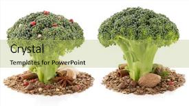  Presentation with spices export - Audience pleasing theme consisting of nutmeg tree - broccoli and spices isolated backdrop and a  colored foreground