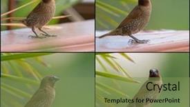  Presentation with breast enhancement - Beautiful theme featuring nutmeg tree - collage set of scaly-breasted munia backdrop and a  colored foreground