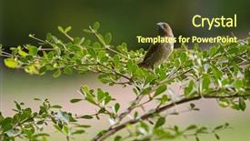  Presentation with breast exam - PPT theme having nutmeg tree - scaly-breasted munia bird in brown background and a  colored foreground