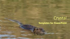  Presentation with tuscany - Slides featuring nutria-swimming-in-water-tuscany background and a tawny brown colored foreground