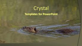  Presentation with tuscany - Slide set having nutria-swimming-in-water-tuscany background and a tawny brown colored foreground