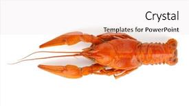  Presentation with nutrition - Presentation design featuring nutrition cancer - boiled crayfish isolated background and a sky blue colored foreground