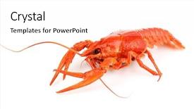  Presentation with nutrition - PPT theme enhanced with nutrition cancer - tasty boiled crayfish isolated background and a white colored foreground