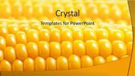  Presentation with maize - Colorful PPT theme enhanced with nutrition fresh ripe vegetable maize backdrop and a yellow colored foreground