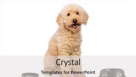  Presentation with poodle - PPT theme having nutrition safety - nice poodle dog isolated background and a light gray colored foreground